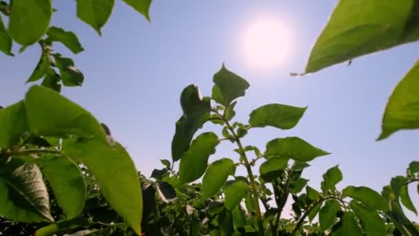 Close-up, suculento, verde, arbustos de batata floridos em um campo de fazenda contra o céu azul e sol do meio-dia brilhante. Agricultura, agricultura . — Vídeo de Stock