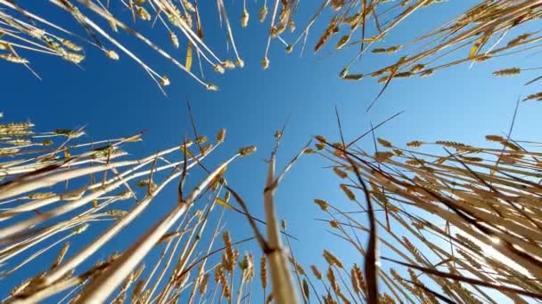 接近中だ。青空と明るい真昼の太陽を背景に、風に揺れる小麦の黄金の小穂。小麦の畑で人間の手がスパイクレットを打つ。夏. — ストック動画