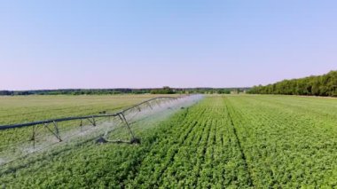 Hava manzaralı. Patates tarlası pivot fıskiye sistemiyle sulanır. Modern sulama, sulama sistemi teknolojileri iş başında, patates sıralarıyla birlikte. Çiftçilik. Tarım. Yaz güneşli bir gün