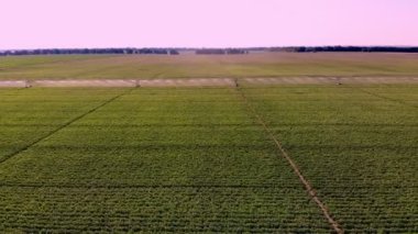 Hava manzaralı. Çok yüksek. yeşil, çiçek açan patates çalıları, sırayla ekilmiş, tarlada, pivot fıskiye sistemiyle sulanan. Patates yetiştiriyor. Tarım. Yaz güneşli bir gün
