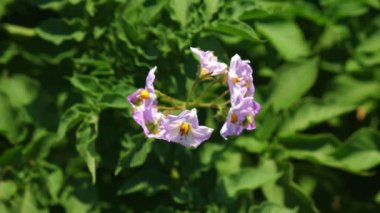 Yakın plan. Üst Manzara. sulu yeşil, pembe çiçek açan patates çalısı çiftlikte, güneşli yaz gününde. Patates yetiştiriyor. Tarım.