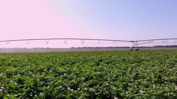 空の景色。ピボットスプリンクラーシステムで灌漑されたジャガイモ畑。近代的な灌漑システム技術が働いてるジャガイモの列の畑で。農業です。農業。夏の晴れた日 — ストック動画