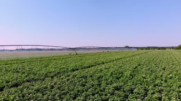 Hava manzaralı. Patates tarlası pivot fıskiye sistemiyle sulanır. Modern sulama, sulama sistemi teknolojileri iş başında, patates sıralarıyla birlikte. Çiftçilik. Tarım. Yaz güneşli bir gün — Stok video