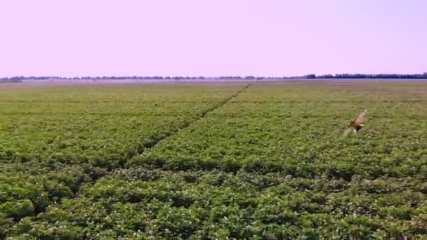 Vista aérea. arbustos de papa verdes, en flor, plantados en hileras, en el campo de la granja. cultivo de patatas. Agricultura. verano día soleado — Vídeos de Stock