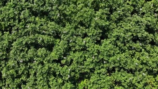 Flygande. Ovanifrån. saftigt gröna, rosa blommande potatisbuskar som växer på åkern. Potatisodling. Jordbruk. sommar solig dag — Stockvideo