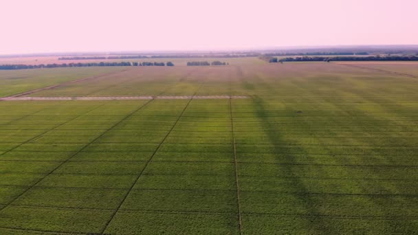 Widok z powietrza. bardzo wysoko. zielone, kwitnące krzewy ziemniaka, sadzone w rzędach, na polu uprawnym, nawadniane przez system zraszania obrotowego. Uprawa ziemniaków. Rolnictwo. letni słoneczny dzień — Wideo stockowe