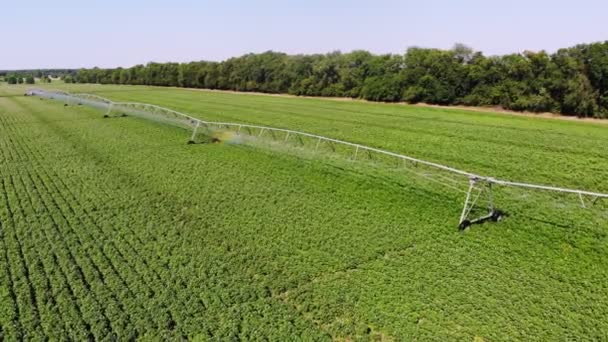 Vista aérea. Campo de patatas irrigado por sistema de rociadores pivote. riego moderno, tecnologías de sistemas de riego en el trabajo, en el campo con filas de patatas. agricultura. Agricultura. verano día soleado — Vídeos de Stock