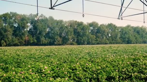 Картопляне поле зрошується системою поворотного спринклера. сучасні технології поливу, зрошувальної системи в роботі, на полі з картопляними рядами. землеробство. Сільське господарство. літній сонячний день — стокове відео