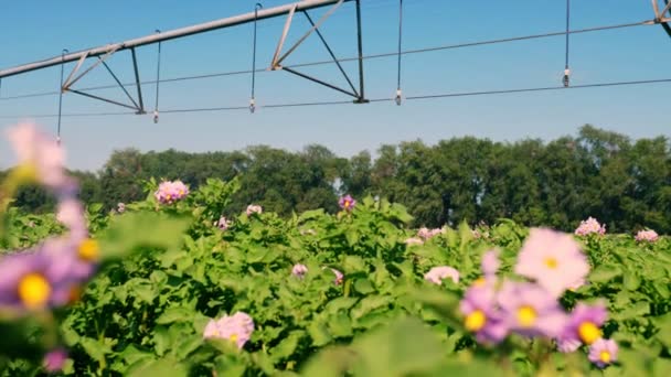 Moderní zavlažovací systém zalévající zeleně kvetoucí bramborové keře na zemědělském pozemku. pěstování brambor. Zemědělství. letní slunečný den — Stock video