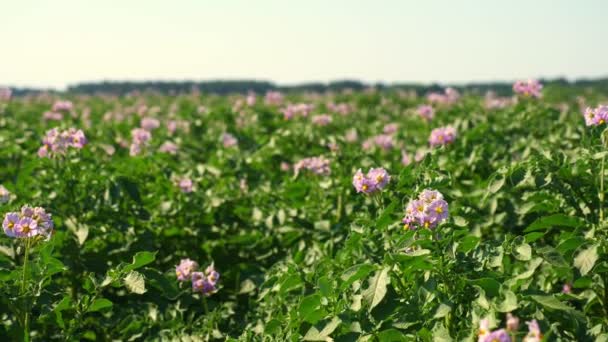 Sulu yeşil, pembe çiçek açan patates çalıları bir çiftlik tarlasında ekildi. Patates yetiştiriyor. Tarım. Yaz güneşli bir gün — Stok video