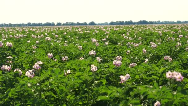 Soczyste zielone, różowo kwitnące krzewy ziemniaka sadzone w rzędach na polu uprawnym. Uprawa ziemniaków. Rolnictwo. letni słoneczny dzień — Wideo stockowe