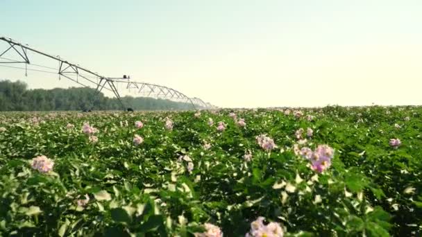 Succosa verde, cespugli di patate in fiore rosa piantati in file su un campo agricolo. lo sfondo del sistema di irrigazione. coltivazione di patate. Agricoltura. estate giornata di sole — Video Stock