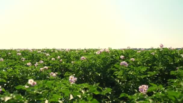 Sappig groen, roze bloeiende aardappelstruiken geplant in rijen op een boerderij veld. Aardappelteelt. Landbouw. zonnige zomerdag — Stockvideo