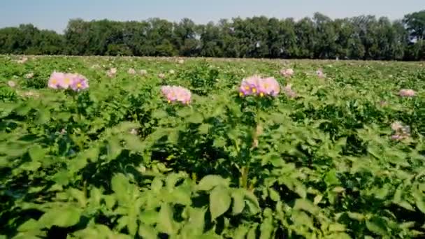 Saftig grüne, rosa blühende Kartoffelsträucher reihenweise auf einem Acker gepflanzt. Kartoffelanbau. Landwirtschaft. Sommer sonniger Tag — Stockvideo