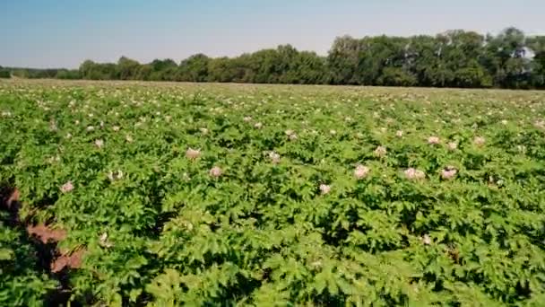 Succosa verde, cespugli di patate in fiore rosa piantati in file su un campo agricolo. coltivazione di patate. Agricoltura. estate giornata di sole — Video Stock