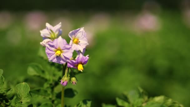 Detailní záběr. šťavnatý zelený, růžový kvetoucí bramborový keř na farmě, v letním slunném dni. pěstování brambor. Zemědělství. — Stock video