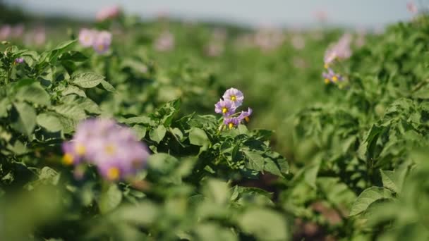 Крупным планом. Juicy green, pink blossoming potato bush on a farm field, in summer sunny day. картофель растет. Сельское хозяйство . — стоковое видео