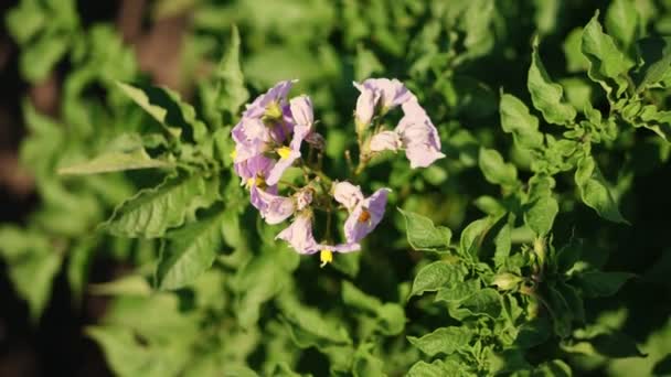 Крупным планом. вид сверху. Juicy green, pink blossoming potato bush on a farm field, in summer sunny day. картофель растет. Сельское хозяйство . — стоковое видео