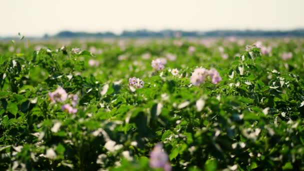 Zbliżenie. soczysty zielony, różowo kwitnący krzak ziemniaka na polu, w letni słoneczny dzień. Uprawa ziemniaków. Rolnictwo. — Wideo stockowe
