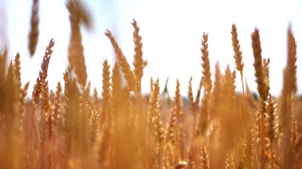 Primo piano. picchetti giallo-dorati di grano ondeggiano nel vento, in un campo agricolo, in una giornata di sole estivo. campo di grano — Video Stock