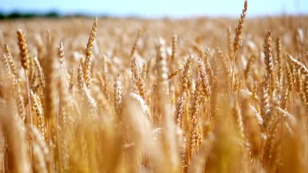 Close-up. espiguetas amarelo-douradas de trigo oscilam ao vento, em um campo de fazenda, em um dia ensolarado de verão. campo de trigo — Vídeo de Stock