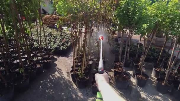 Första person video. närbild. Trädgårdsmästaren håller en sprayslang i handen. vattna plantor, unga träd i krukor för omplantering, till salu. — Stockvideo