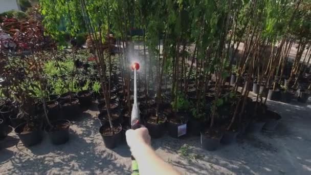 Första person video. närbild. Trädgårdsmästaren håller en sprayslang i handen. vattna plantor, unga träd i krukor för omplantering, till salu. — Stockvideo