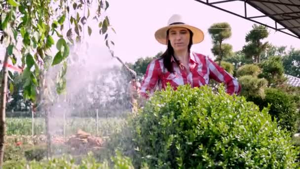 Femme jardinier arrosage, arrosage des plantes avec pulvérisateur dans le centre de jardin, près de la serre. concept de jardinage. horticulture — Video