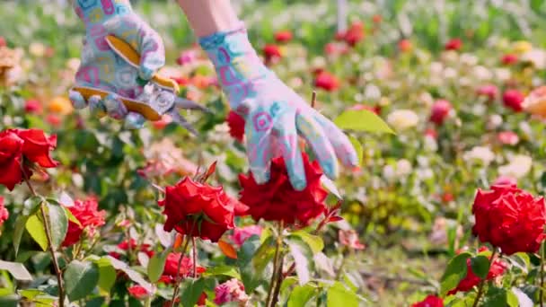 Närbild. en trädgårdsmästare i handskar skär av de blommade rosenknopparna. odla och ta hand om rosor. Trädgårdsodling. växthus, trädgårdskoncept. — Stockvideo
