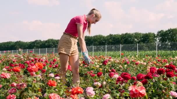 Jardineiro feminino em luvas corta os botões de rosa florescidos com tesouras de jardim. crescendo e cuidando de rosas. horticultura. estufa, conceito de jardinagem . — Vídeo de Stock