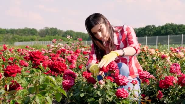 Pekebun wanita dalam sarung tangan memotong tunas mawar mekar dengan secateurs. tumbuh dan merawat mawar. hortikultura. rumah kaca, konsep berkebun. — Stok Video