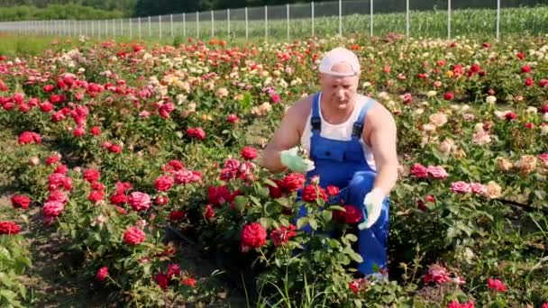 Manlig trädgårdsmästare i handskar skär av de blommade rosenknopparna med sekatörer. odla och ta hand om rosor. Trädgårdsodling. växthus, trädgårdskoncept. — Stockvideo