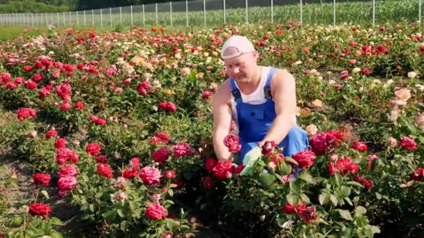 Tukang kebun laki-laki dalam sarung tangan memotong tunas mawar mekar dengan secateurs. tumbuh dan merawat mawar. hortikultura. rumah kaca, konsep berkebun. — Stok Video