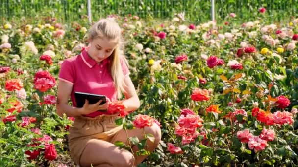 Femme jardinière vérifie la qualité des fleurs et prend des notes sur tablette numérique, marchant le long des rangées de roses sur un champ de fleurs. cultiver et prendre soin des roses. floristique, floriculture, concept de jardinage — Video