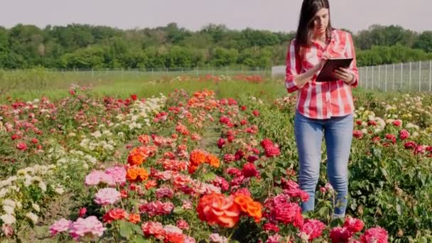 Il giardiniere femminile controlla la qualità di fiori e prende appunti su targa digitale, camminando lungo file di rose su un campo di fiore. crescere e prendersi cura delle rose. floristica, floricoltura, giardinaggio — Video Stock