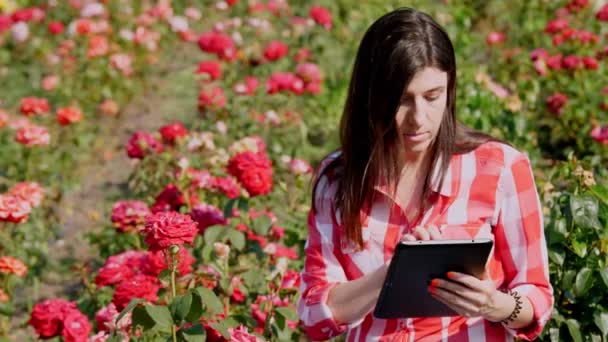 O jardineiro feminino verifica a qualidade de flores e toma notas na pastilha digital, andando ao longo de linhas de rosa em um campo de flor. crescendo e cuidando de rosas. floricultura, negócio de flores, conceito de jardinagem — Vídeo de Stock
