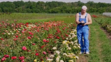 Erkek bahçıvan çiçeklerin kalitesini kontrol eder ve not defteriyle notlar alır, çiçek tarlasında sıra sıra yürürken. gül büyüyor. Çiçek işi, bahçe konsepti. Bahçecilik.