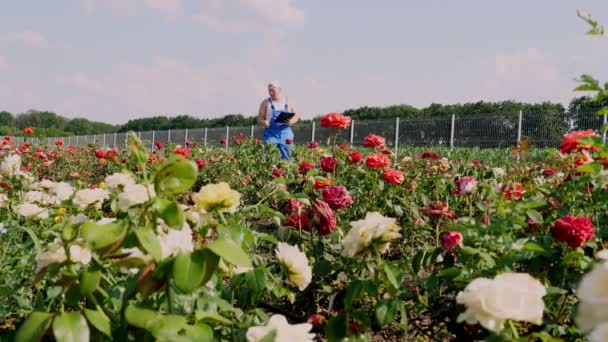 Jardinier mâle vérifie la qualité des fleurs et prend des notes avec stylo dans le carnet, marchant le long des rangées de roses sur un champ de fleurs. rose en croissance. floriculture, concept de jardinage. horticulture. — Video