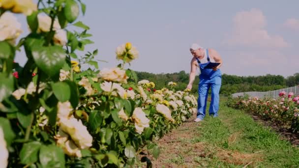 Giardiniere maschio controlla la qualità dei fiori e prende appunti con penna nel quaderno, camminando lungo file di rose su un campo di fiori. rosa in crescita. affari di fiori, concetto di giardinaggio. orticoltura. — Video Stock