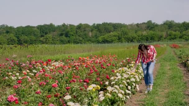 Vrouwelijke tuinman controleert de kwaliteit van de bloemen en neemt notities met pen in het notitieboekje, wandelen langs rozenstruiken op een bloemenveld. roos groeit. bloemenhandel, tuinconcept. tuinbouw. — Stockvideo