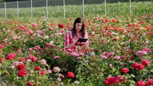 Kobieta ogrodnik sprawdza jakość kwiatów i robi notatki na tablecie cyfrowym, siedząc wśród krzewów róż na polu kwiatów. rośnie i pielęgnuje róże. kwiaciarnia, kwiaciarnia, koncepcja ogrodnictwa — Wideo stockowe