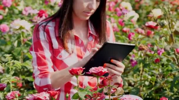 Kvinnlig trädgårdsmästare kontrollerar kvaliteten på blommor och antecknar på digital tablett, sitter bland rosenbuskar på ett blomsterfält. odla och ta hand om rosor. blomsterhandel, blomsteraffär, trädgårdskoncept — Stockvideo