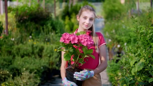 Πορτρέτο, νεαρή κηπουρός κρατώντας ροζ ανθισμένη ορτανσία σε γλάστρα στα χέρια της, με φόντο το θερμοκήπιο, ποικιλία από κήπο κέντρο. — Αρχείο Βίντεο