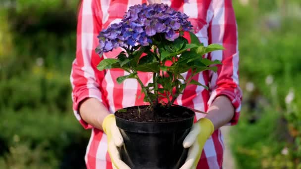 Primer plano, jardinero sosteniendo hortensia floreciente púrpura en maceta en las manos, sobre el fondo del invernadero, plantas en el centro del jardín. floristería, jardinería, floricultura, horticultura . — Vídeo de stock