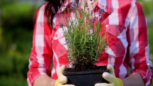 Primer plano, jardinero sosteniendo púrpura flor lavanda en maceta en las manos, sobre el fondo del invernadero, las plantas en el centro del jardín. floristería, jardinería, floricultura, horticultura . — Vídeos de Stock