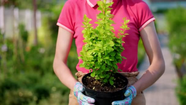 Close-up, gardener holding small barberry in flowerpot, in hands, against background of greenhouse, plants in the garden center. floristry, gardening, flower business, horticulture. — Stock Video
