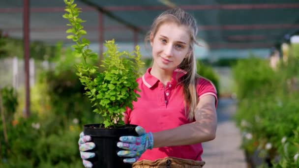 Potret, wanita muda tukang kebun memegang barberry kecil di pot bunga, di tangan, dengan latar belakang rumah kaca, tanaman di pusat taman. floristry, berkebun, bisnis bunga, hortikultura. — Stok Video