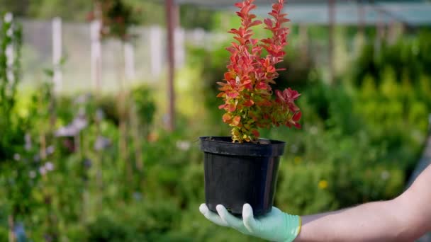 Close-up, gardener holding small barberry in flowerpot, in hands, against background of greenhouse, plants in the garden center. floristry, gardening, flower business, horticulture. — Stock Video