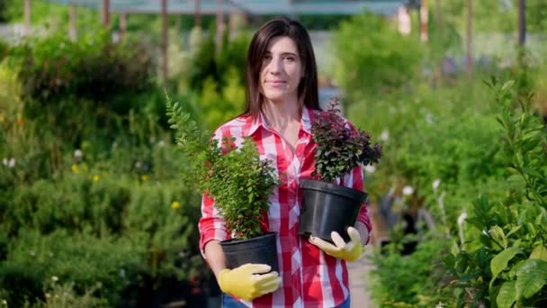 Portret, jonge vrouw tuinier met kleine bessen in bloempotten, in handen, tegen de achtergrond van de kas, planten in het tuincentrum. bloementeelt, tuinbouw, bloementeelt. — Stockvideo