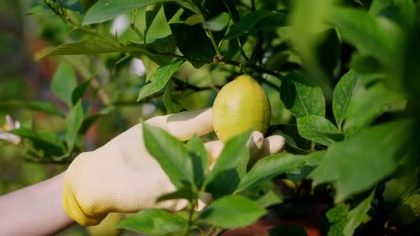 Närbild. en handske av en trädgårdsmästare vidrör en citronfrukt, hängande på en gren av en växt. vård av citrusväxter i växthuset. blomsterhandel, trädgårdsskötsel, blomsterhandel, trädgårdsskötsel. — Stockvideo